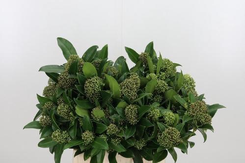 Skimmia japonica per bos 'Fragrant Cloud'