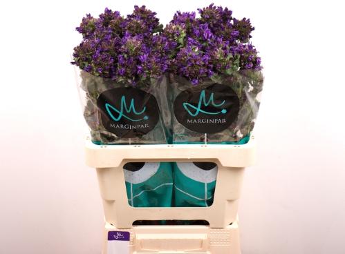 Campanula glomerata Bellanova Blue