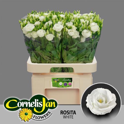 Eustoma russellianum gevuldbloemig 'Rosita White'