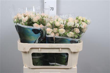 Rosa tros Jana