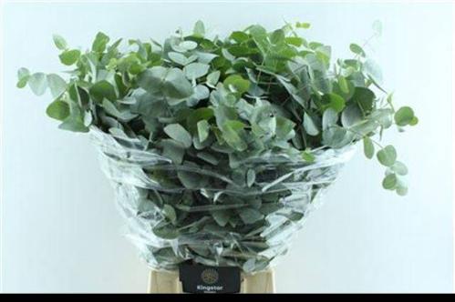 Eucalyptus per bos cinerea