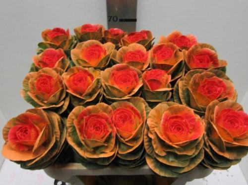 Brassica oleracea kleurbehandeld H%