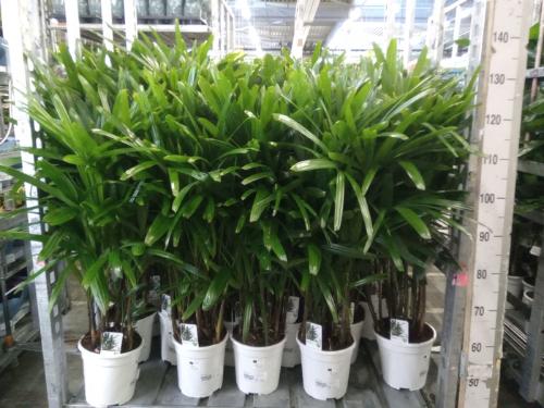 Rhapis excelsa