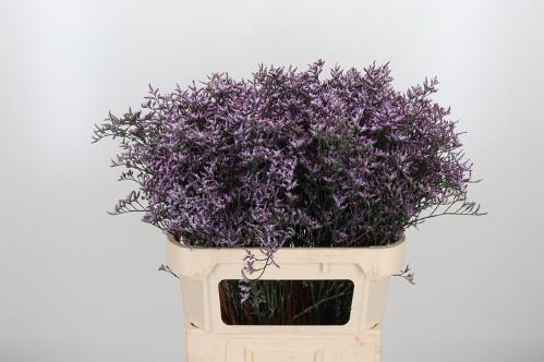 Limonium Safora Lilac