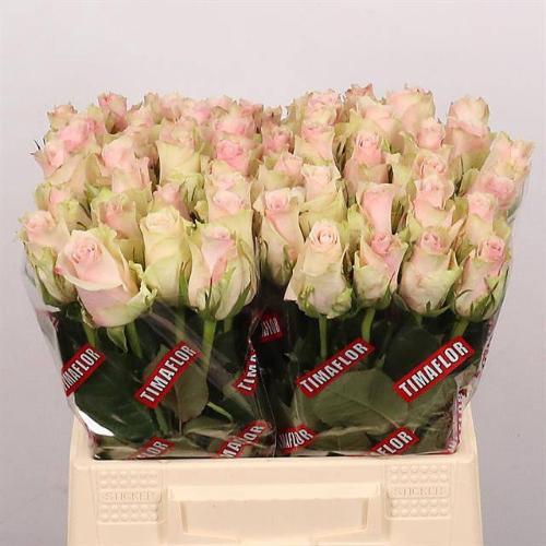 Rosa grootbloemig Pink Athena