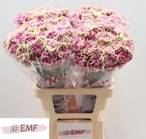 Dianthus standaard 'Antigua'