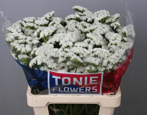 Limonium sinuatum White Starlight Wings