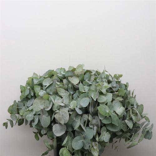 Eucalyptus cinerea