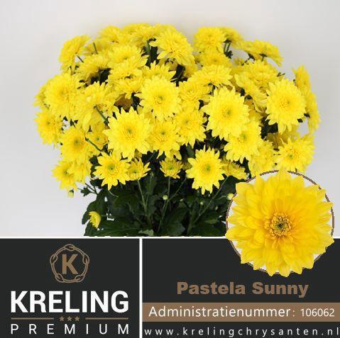 Chrysanthemum (Indicum Grp) tros Pastela Sunny