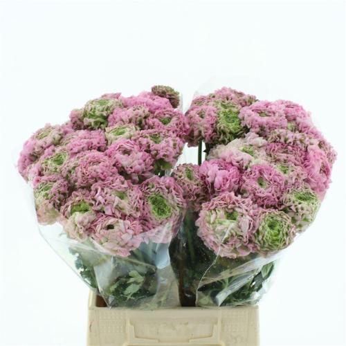 Ranunculus asiaticus 'Pon-Pon Hermione'