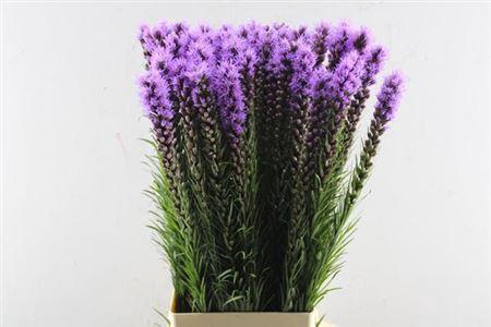 Liatris spicata