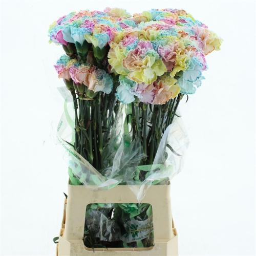 Dianthus standaard kleurbehandeld H%