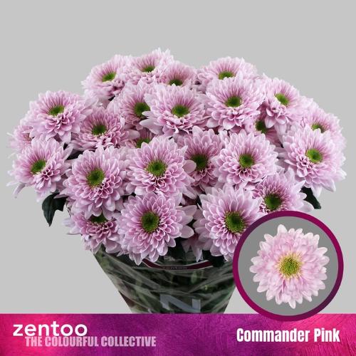 Chrysanthemum (Indicum Grp) tros Commander Pink