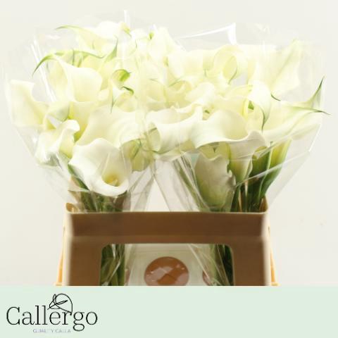 Zantedeschia 'White Present'