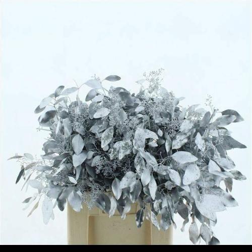 Eucalyptus polyanthemos (fruit) kleurbehandeld per bos H%