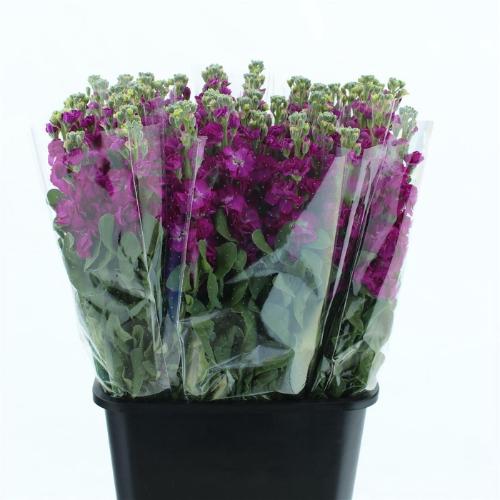 Matthiola incana 'Iron Rose'