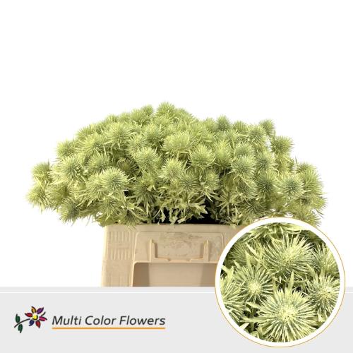 Eryngium alpinum kleurbehandeld H%
