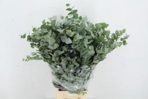 Eucalyptus cinerea