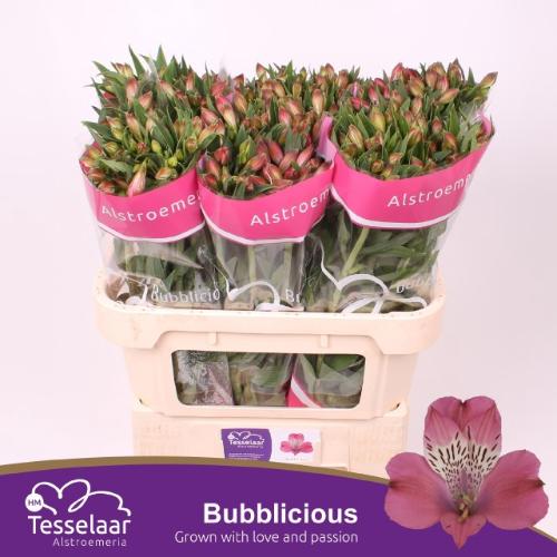 Alstroemeria Bubblicious