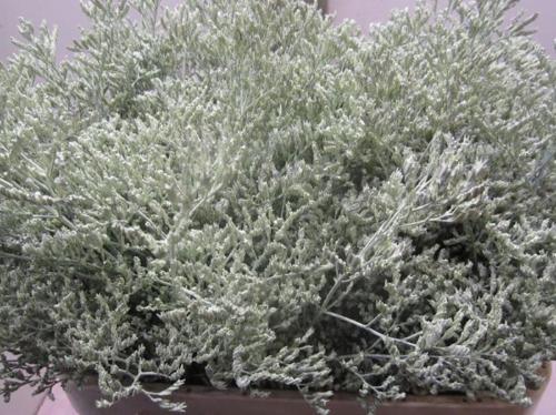 Limonium overig kleurbehandeld H%