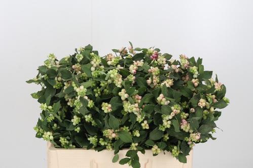 Symphoricarpos Magical Mandy (decor)