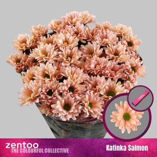 Chrysanthemum Indicum Grp tros kas 'Katinka Salmon'