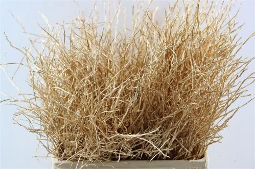 Vaccinium kleurbehandeld H%