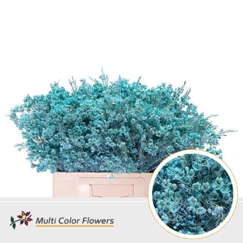 Chamelaucium kleurbehandeld H%