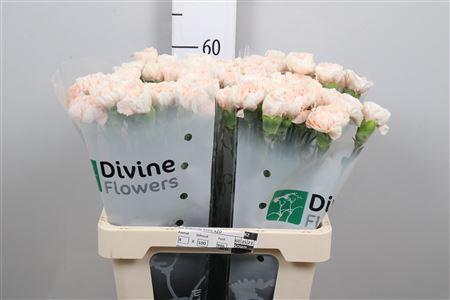 Dianthus standaard 'Apple Tea'