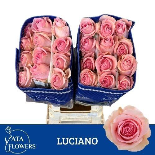 Rosa grootbloemig overig