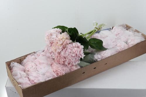 Hydrangea overig