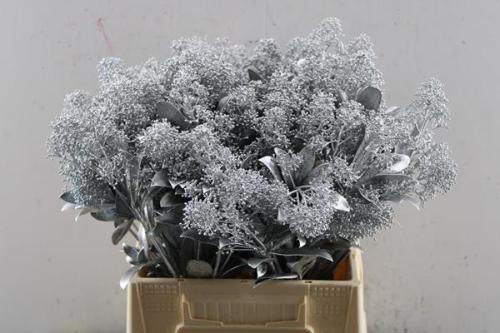 Skimmia per bos overig kleurbehandeld H%