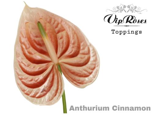 Anthurium Andreanum Grp kleurbehandeld H%