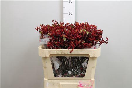 Anigozanthos 'Early Spring'