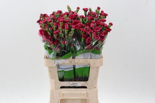 Dianthus tros Royal Tessino