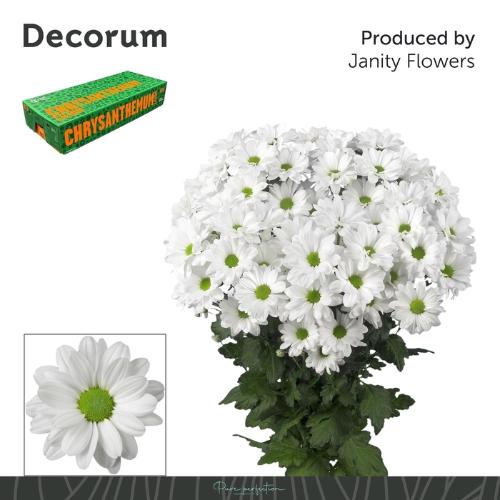 Chrysanthemum Indicum Grp tros Kennedy