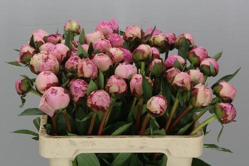 Paeonia Lactiflora Grp 'Sarah Bernhardt'