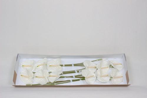 Anthurium Andreanum Grp Aspire