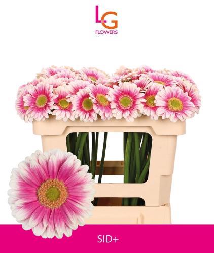 Gerbera mini Sid+
