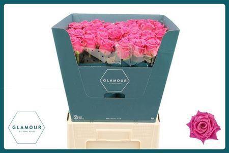 Rosa grootbloemig Tantau’s Charlotte