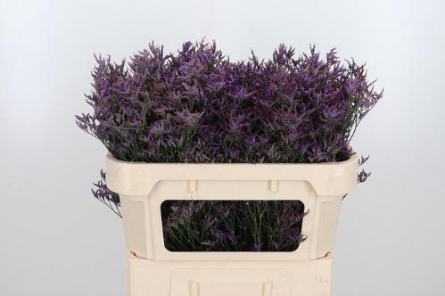 Limonium Safora Dark Blue