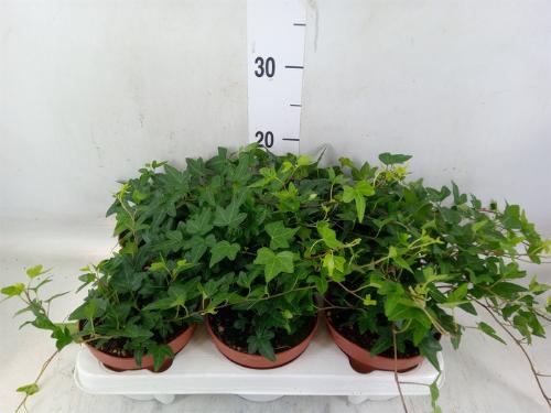 Hedera helix 'Shamrock'
