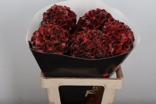 Hydrangea overig kleurbehandeld H%