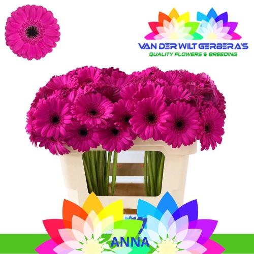 Gerbera mini Anna