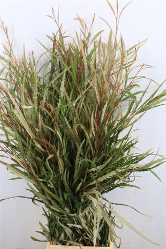 Grevillea 'Spiderman'