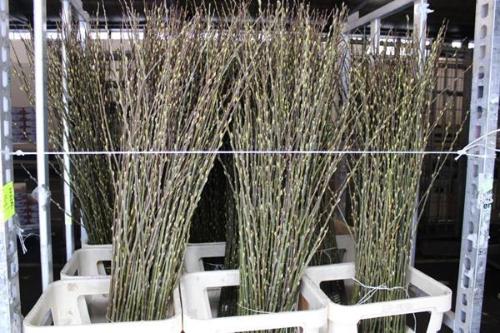 Salix Wilgenkatjes