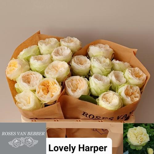 Rosa grootbloemig Lovely Harper!