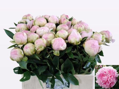 Paeonia lactiflora 'Dinner Plate'