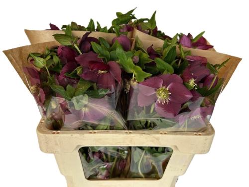 Helleborus 'Queens Red'