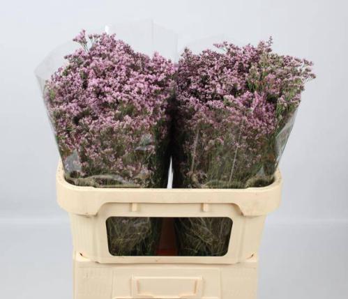 Limonium Safora Oshi Pink